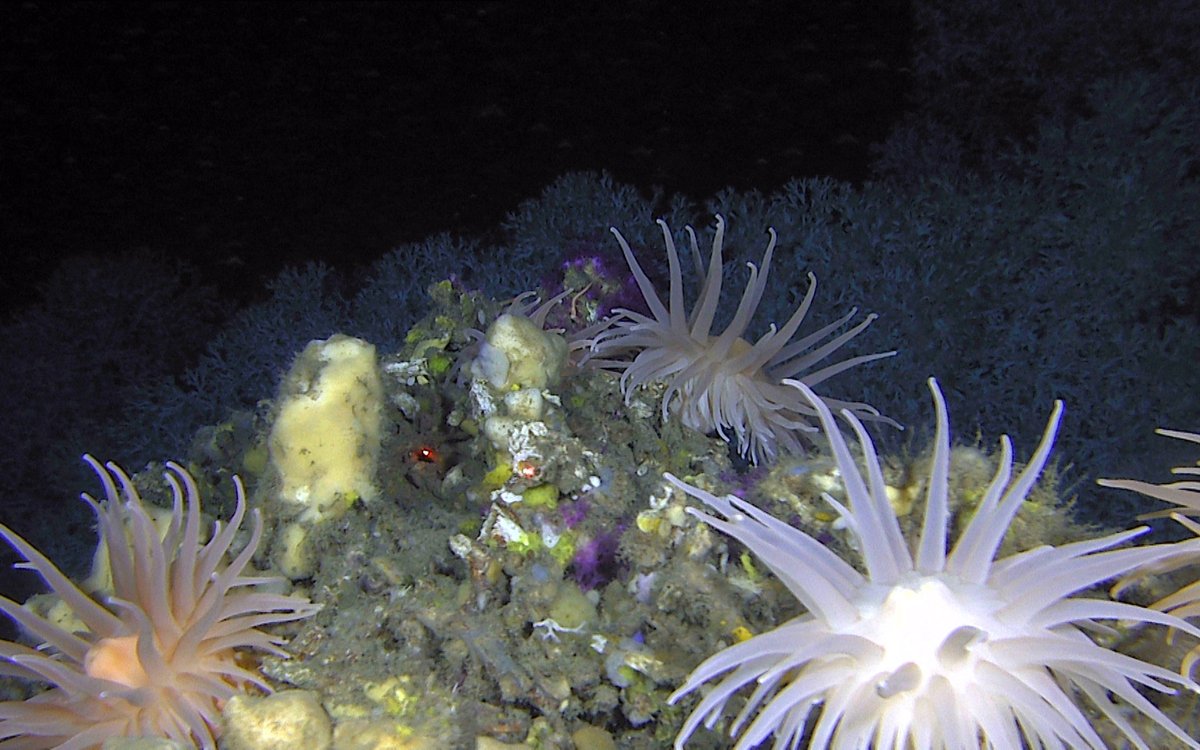 Anemoner og korallar på havbotn. Foto: Mareano/Havforskingsinstiuttet