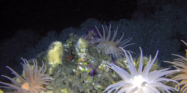 Anemoner og korallar på havbotn. Foto: Mareano/Havforskingsinstiuttet