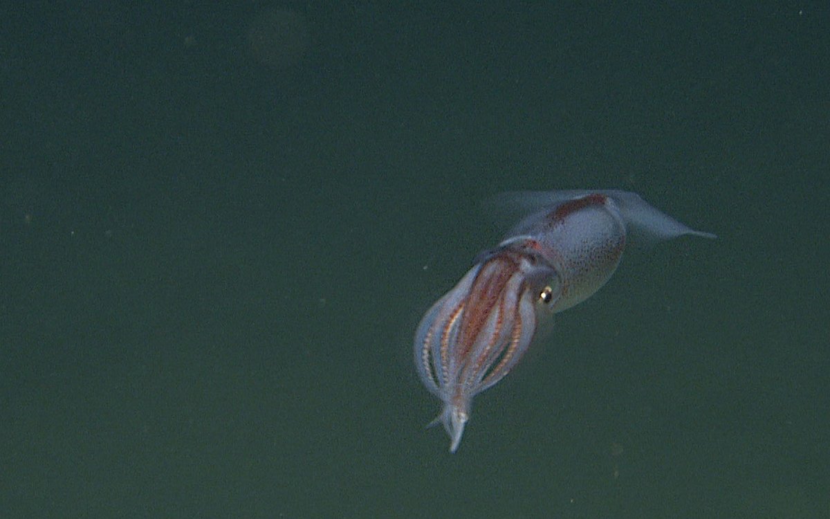 R2750VL2819 Cephalopoda