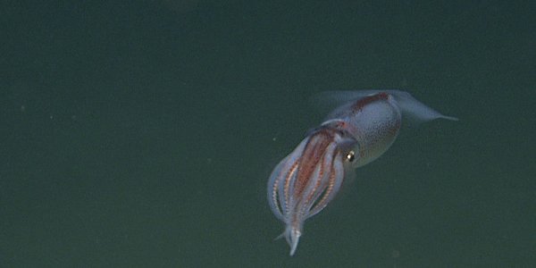 R2750VL2819 Cephalopoda