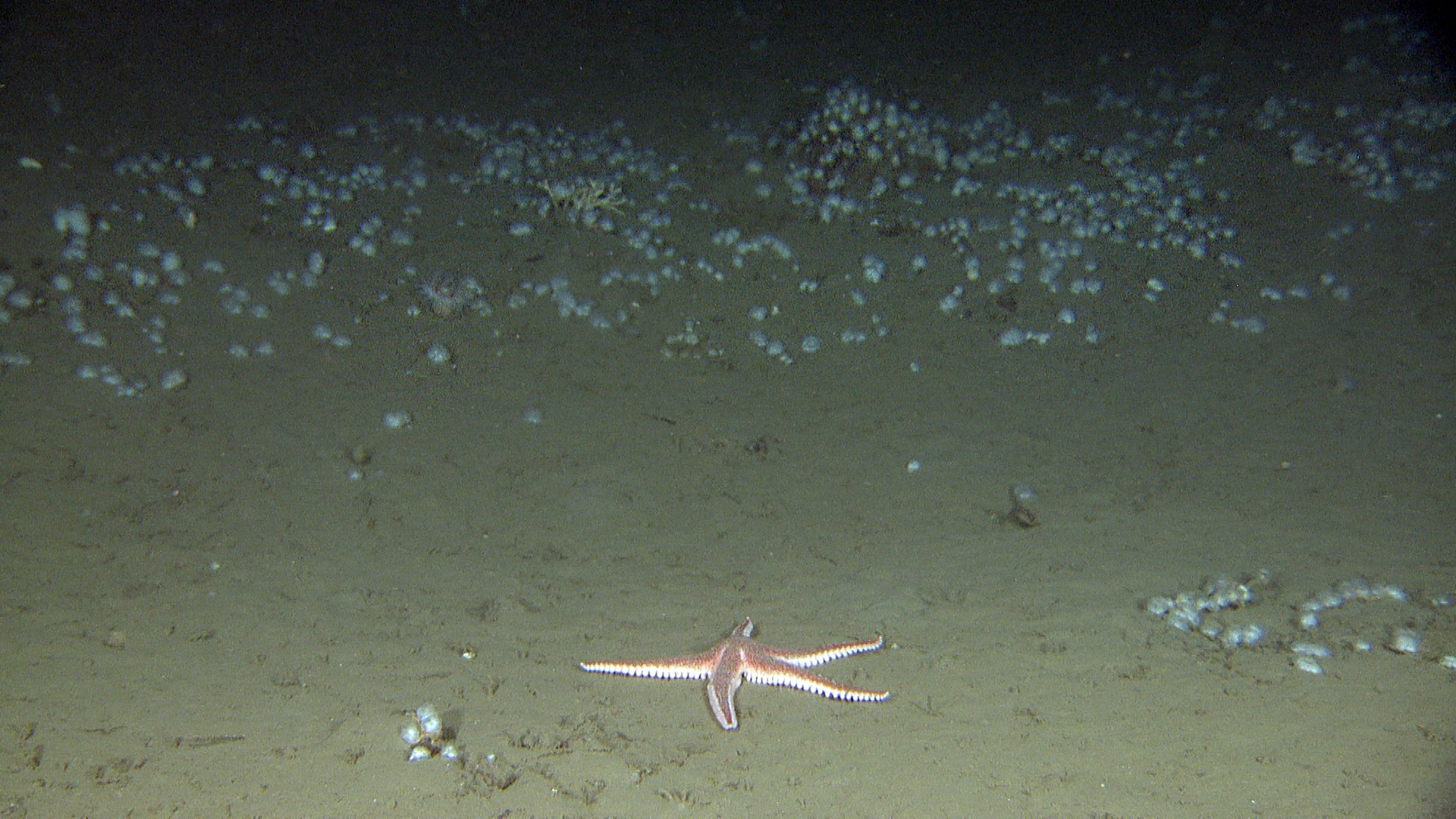 Bilde av sjøstjerne på havbunnen. Bak den vokser mange sekkedyr spredt utover bunnen.