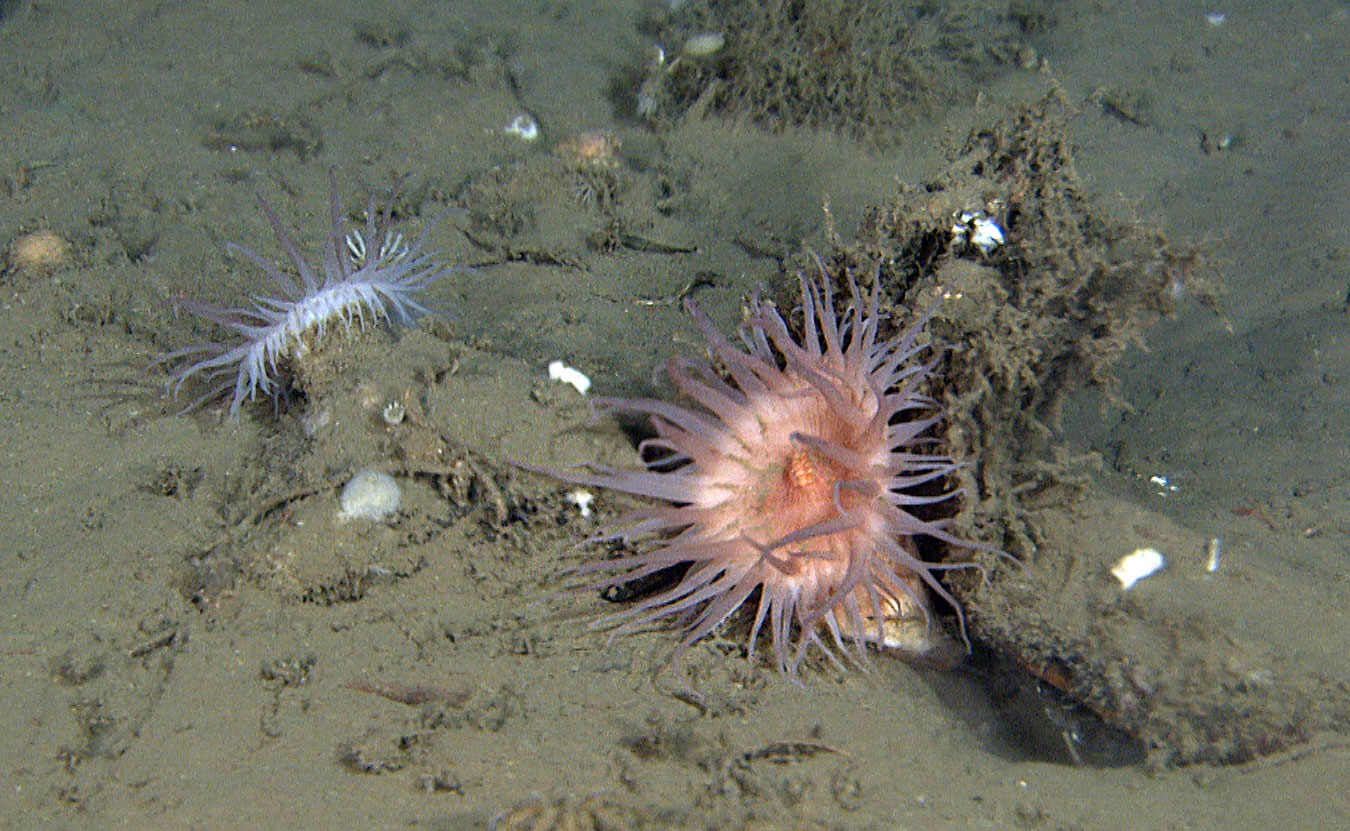 Bilde av en rosaaktig anemone på bunnen. I tillegg er det en hvit/rosa anemone litt lenger bak. Begge vokser på havbunnen.