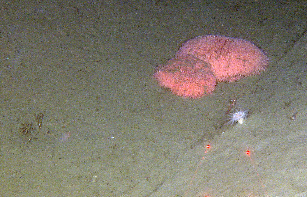 Bilde av en stor 'bukkett' med anemoner av arten Liponema multicorne.