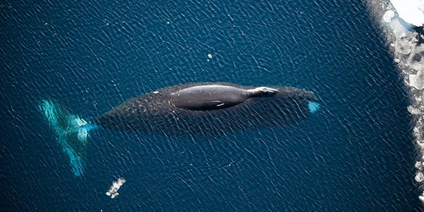 Grønlandshval svømmer i Framstredet. Foto: N. Cobbing, Norsk Polarinstitutt