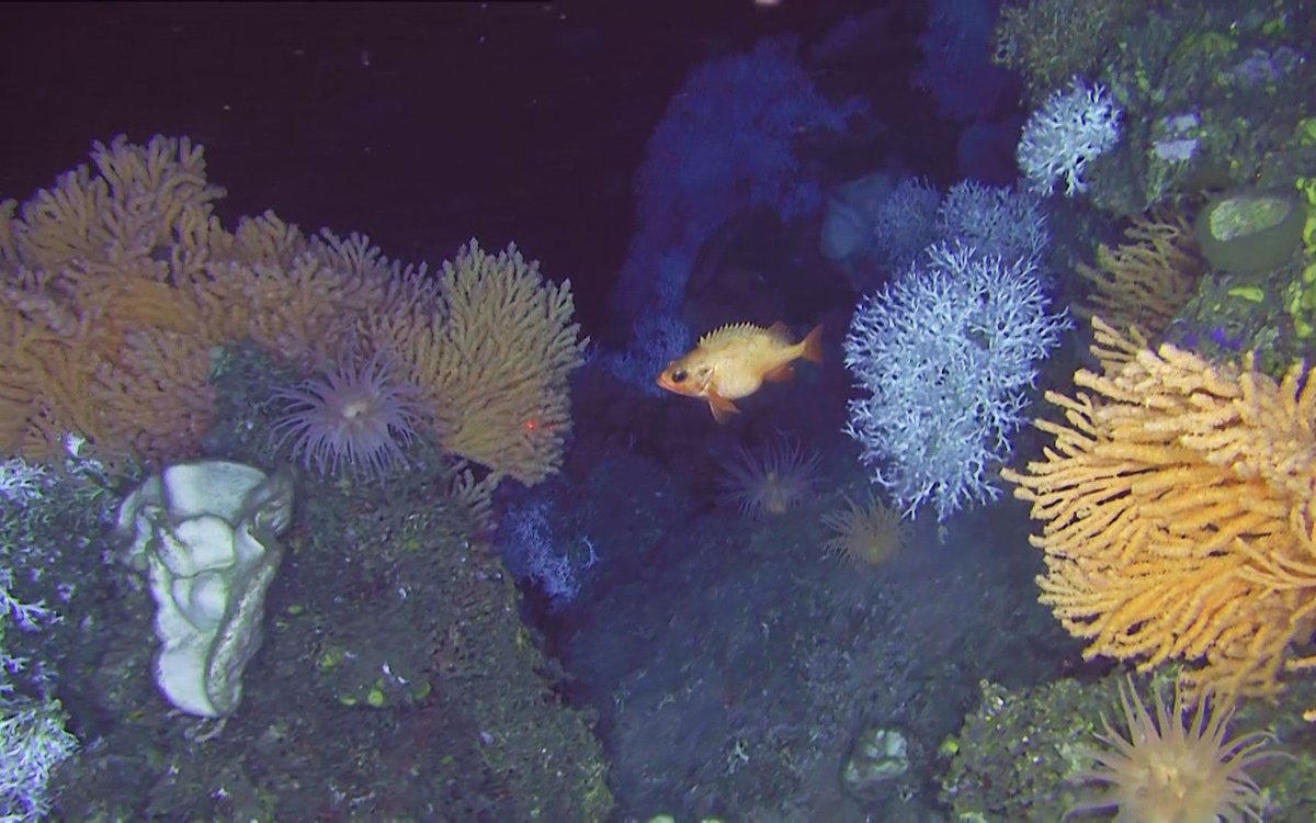 Den raude ueren sym mellom kvite og raudaktige korallar.
