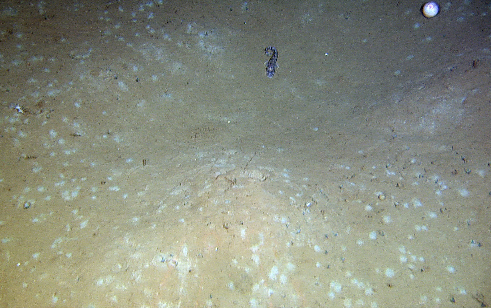 Bilde av sandbunn med lyse flekker, under hver flekk ligger det en musling som ikke viser.