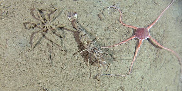 Bilde av hestereke, slangestjerne og havedderkopp ved siden av hverandre på havbunnen.