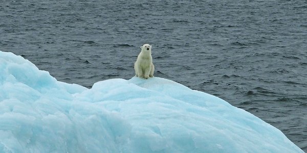 En isbjørn betraktet oss på trygg avstand der han drev forbi på et isfjell.