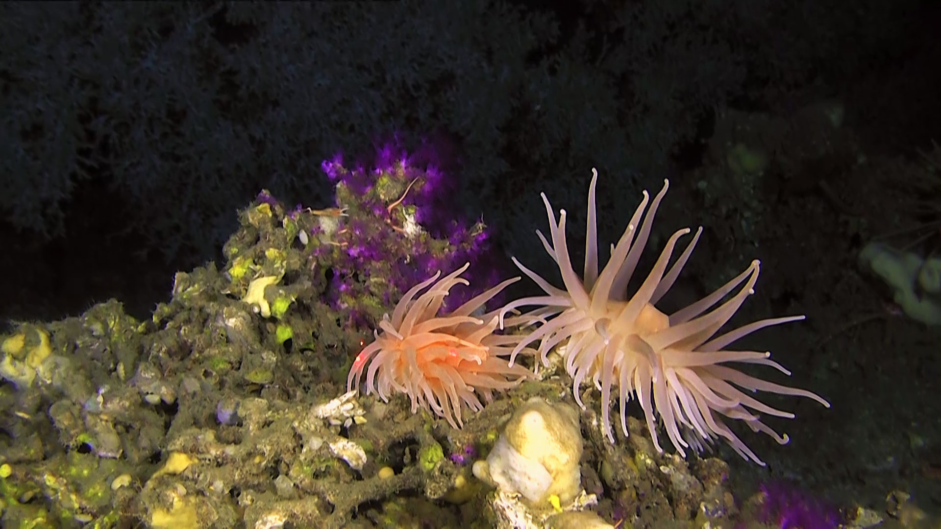 Anemoner med lange tentakler.