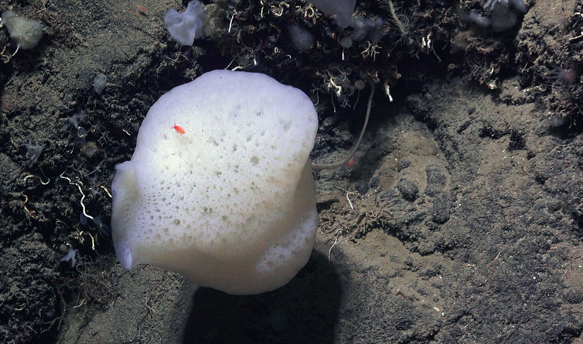 En hvit svamp vokser på havbunnen. Den ser ut som en litt avlang badesvamp. På toppen sitter et lite knallrødt dyr med lange bein.