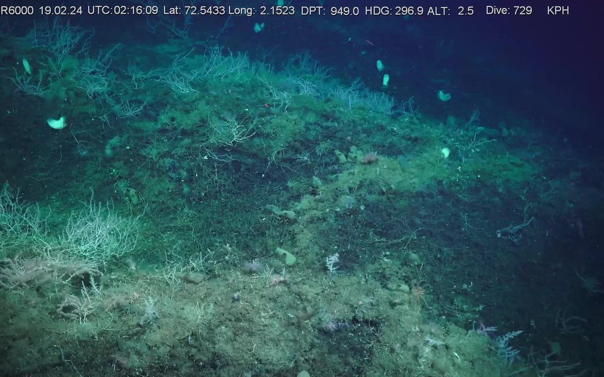 BambooCoral kobberlia SoDirData2024