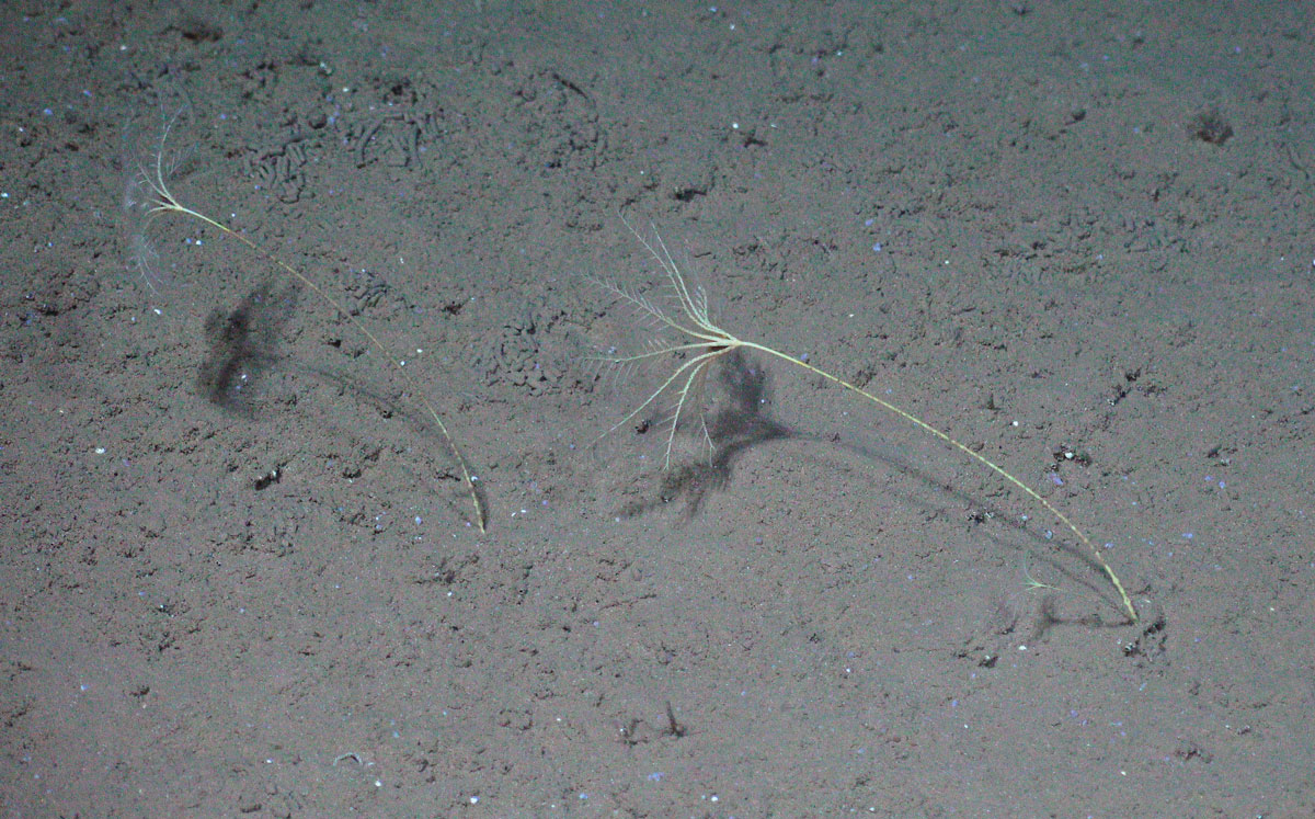 Det vokser en lang stilk opp fra en grå sandbunn. På toppen av den stikker det ut  flere lange stilker som ligner på fjær.