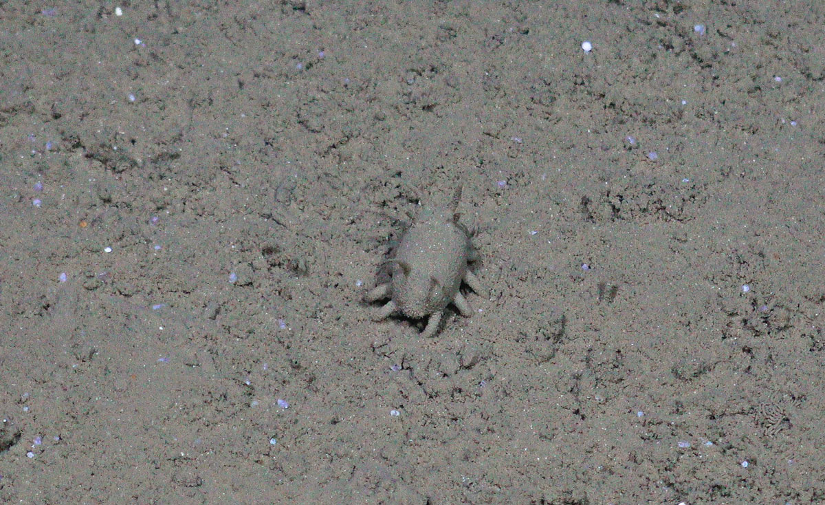 Et dyr med samme farge som den grå havbunnen står tilsynelatende i ro på korte bein.