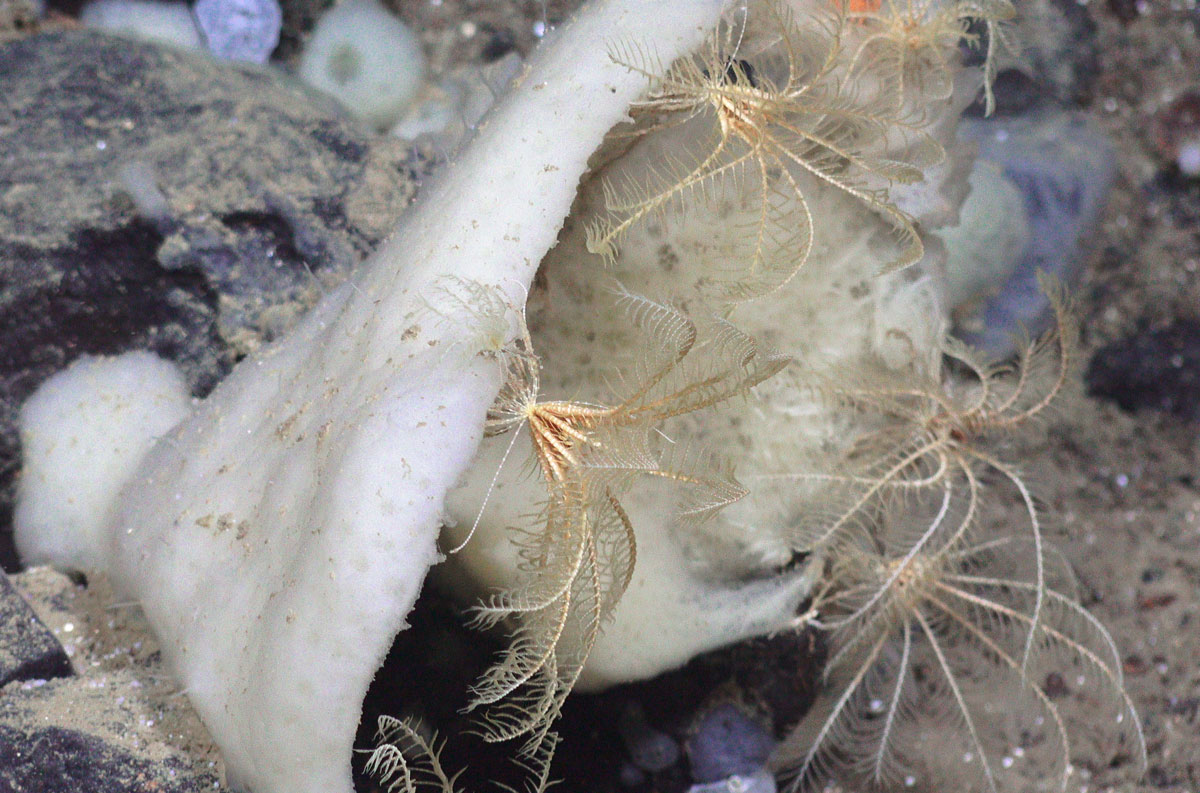 Dyr med samme fasong som en sjøstjerne, men armene ser ut som fjær og står opp fra bunnen nesten som kronblad på en blomster.