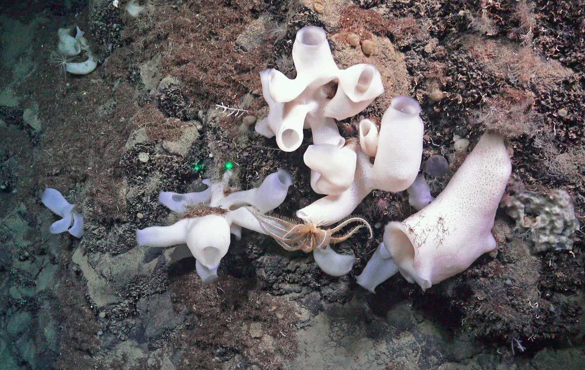 Hvite avlange svamper.