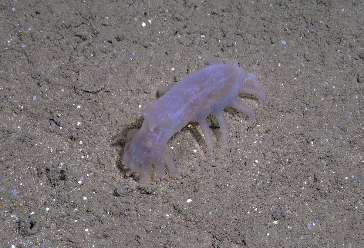 Et pølseformet, lys lilla dyr ser ut som det står på havbunnen på korte føtter. En slags snutelignende ende stikker ned mot bunnen.