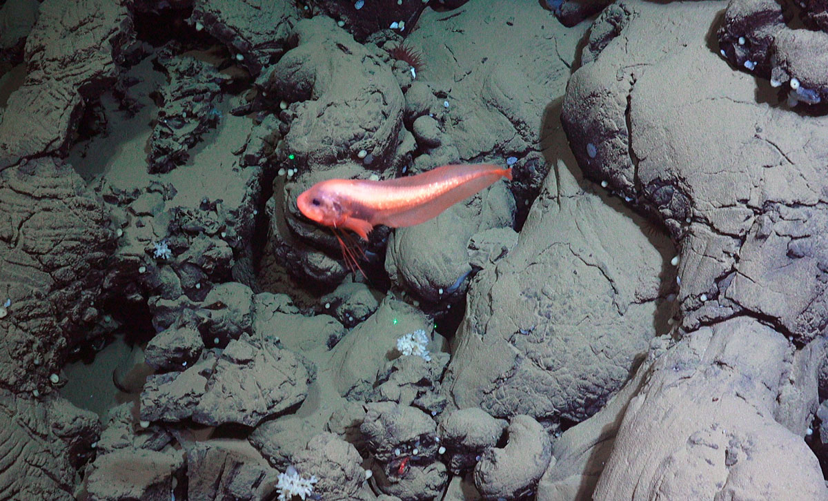 En avlang rød fisk svømmer over steiner.