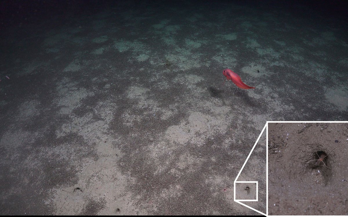 The image shows a bright red fish with connected fins swimming over a seabed in light and dark shades. A close-up of a small crustacean in a cave has been inserted, these animals are what create the light areas. The crustacean may resemble a lobster.