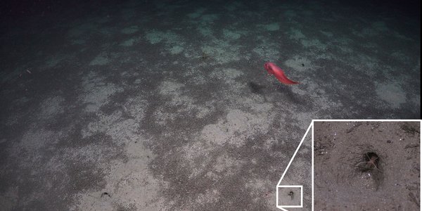 The image shows a bright red fish with connected fins swimming over a seabed in light and dark shades. A close-up of a small crustacean in a cave has been inserted, these animals are what create the light areas. The crustacean may resemble a lobster.