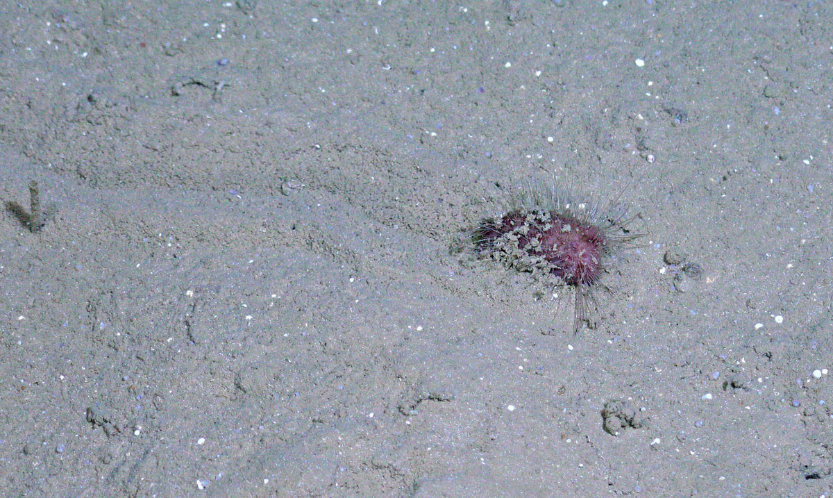 Grå sandbunn. Et rosa, hårete pølselignende dyr ligger delvis begraveti sanden.