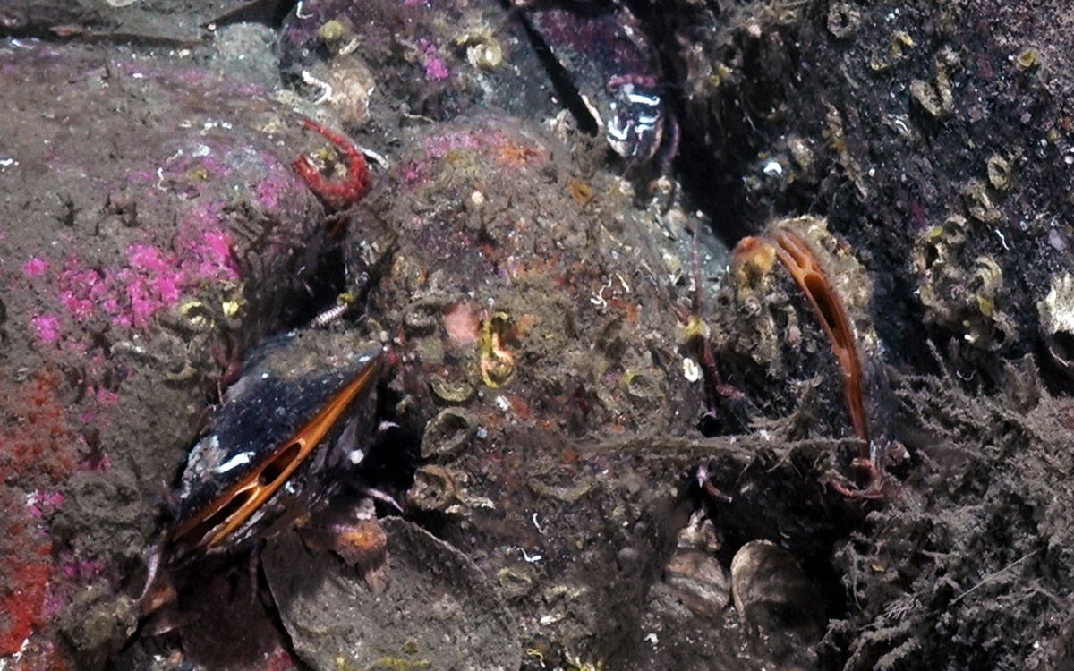 Modiolus close up