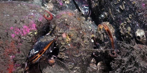 Modiolus close up