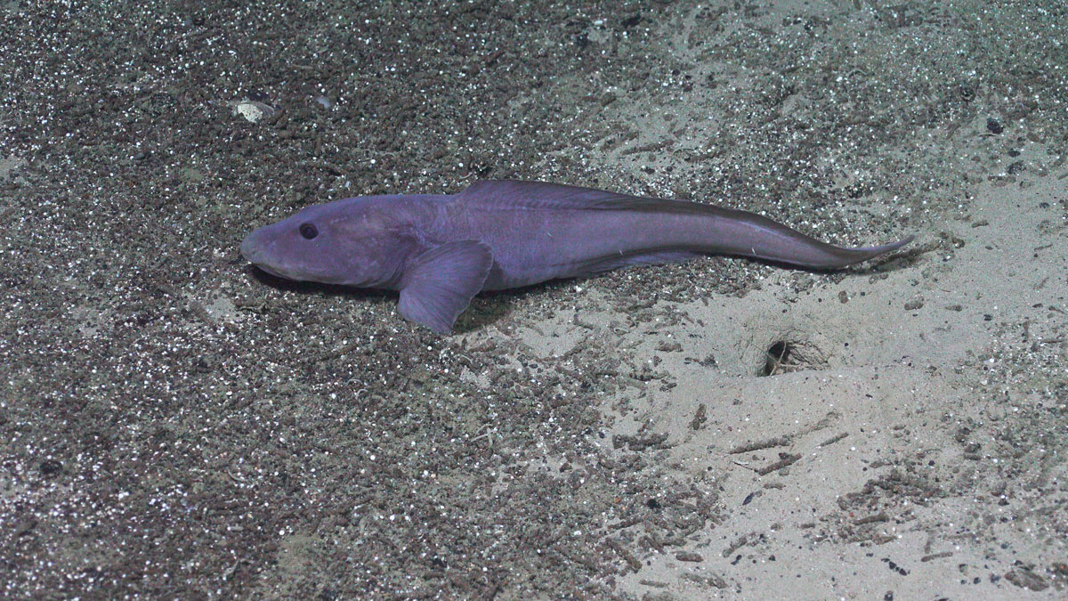 En lang grå fisk med litt smalnende hale ligger på sandbunn.