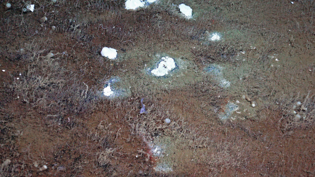 Havbunn med et slags brunt belegg som vokser utover. Noen få flekker er hvite.