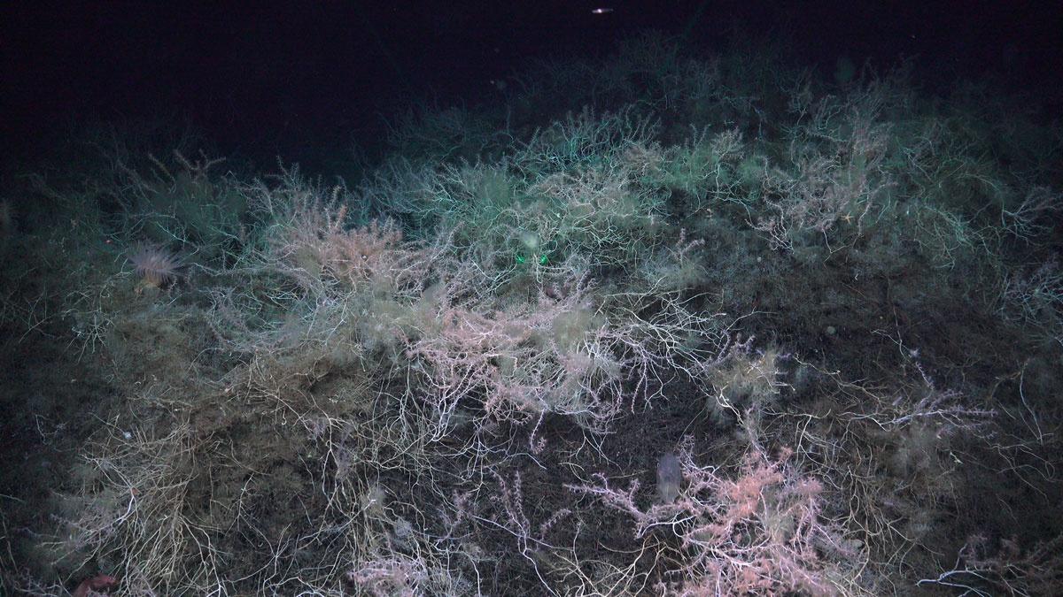 Noe som ser ut som lyserosa pinner vokser hulter til bulter oppå et mørkere underlag av det som ser ut som uttørkete, brune pinner.