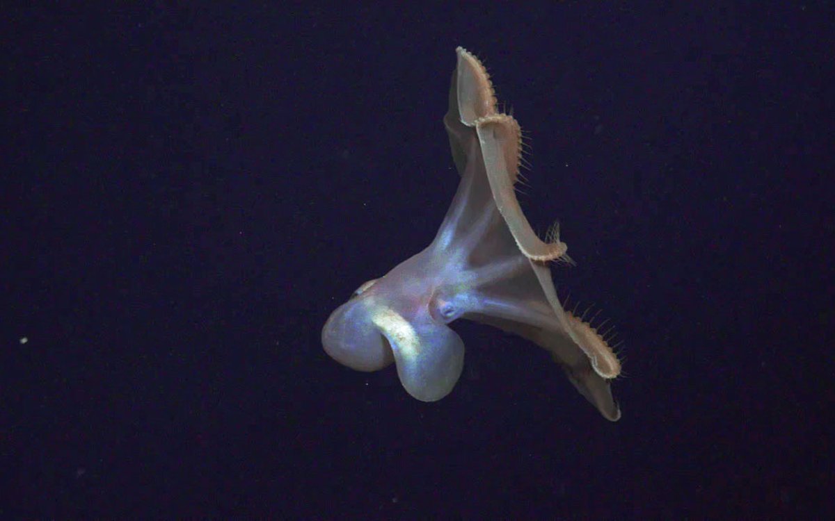 En blekksprut som har store 