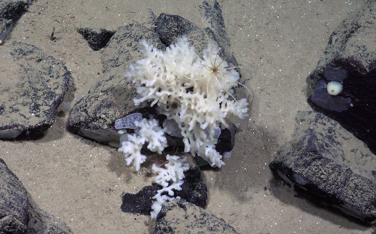 Svarte steiner ligger på sandbunn. Oppå en av de vokser det et dyr som ser ut som en svamp.