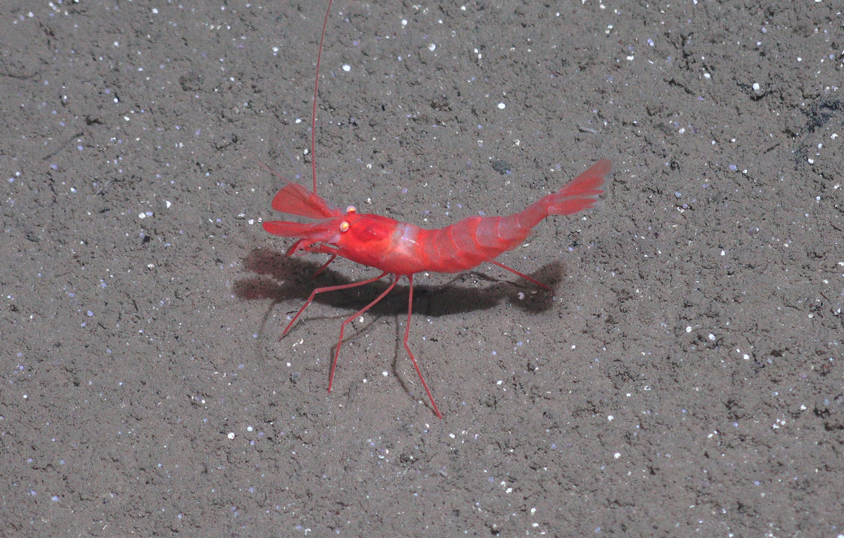 En kvallrød reke står på habunnen.