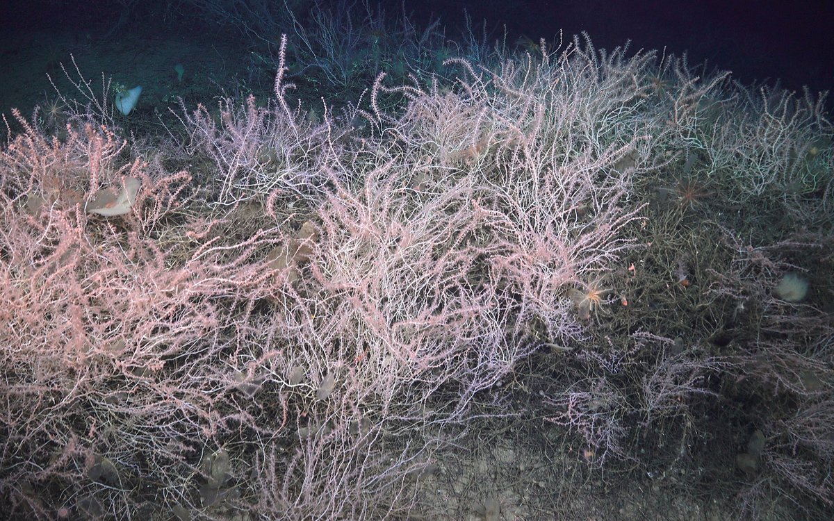 Noe som ser ut som rosa kvister stikker opp fra havbunnen