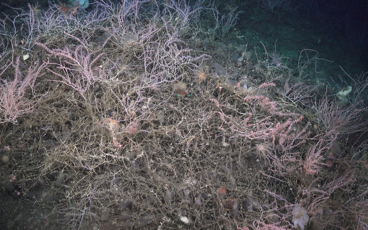 Noe som ser ut som rosa kvister som stikker opp fra havbunnen