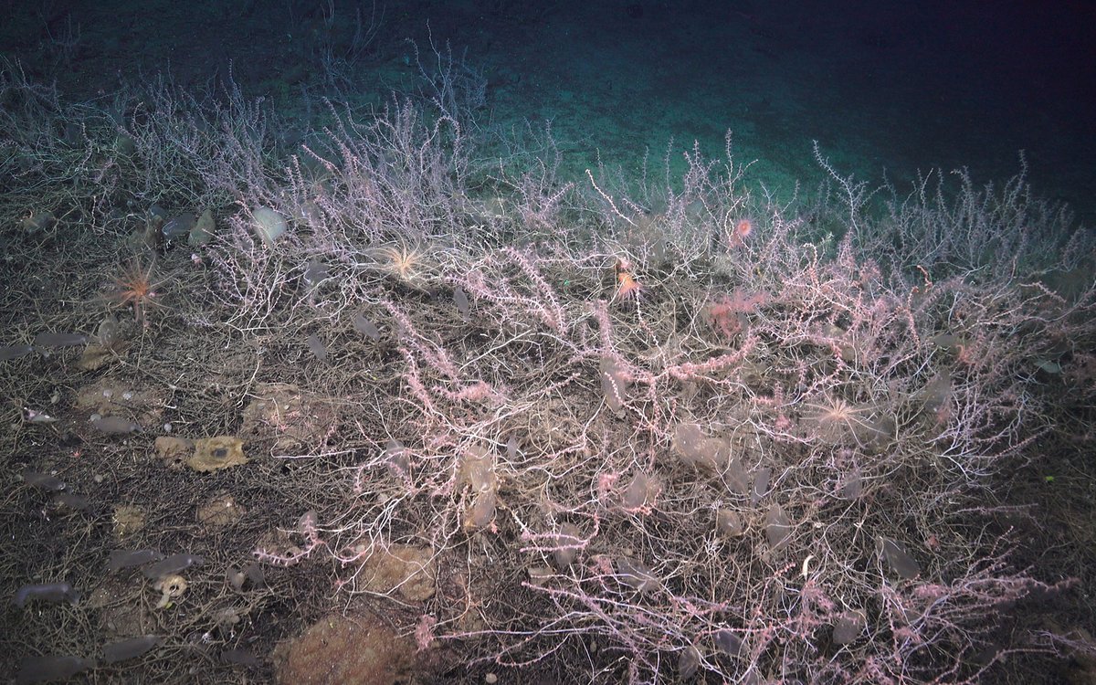 Noe som ser ut som rosa kvister stikker opp fra bunnen.