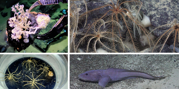 Samansett foto av fire bilete: Ei metallklo som løftar noko som kan sjå ut som ein liten kveil med tynt tau, ein fisk på sandbotn, ei skål med noko som ser ut som edderkoppar med ekstra lange bein og steinar der det sit eit dyr som det veks lange fjærliknande armar ut frå.