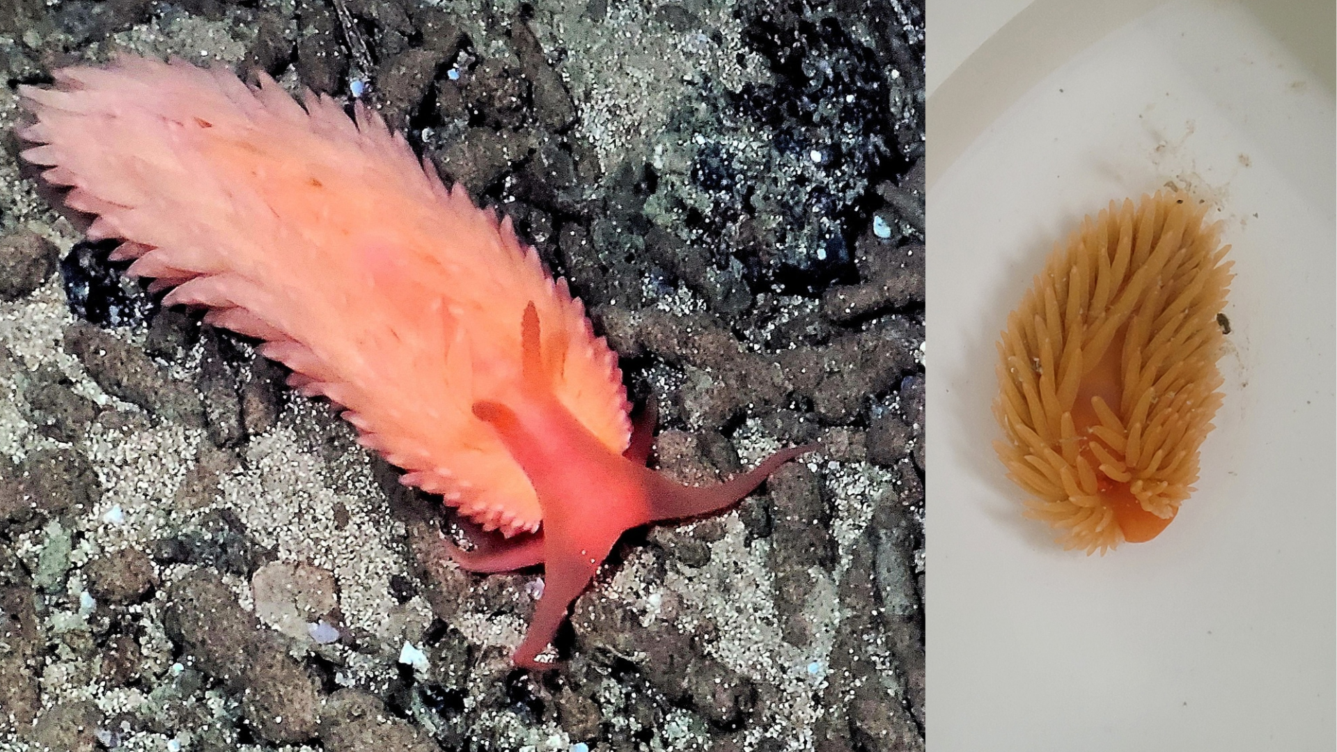 Samansett av 2 foto. Det første viser ein snigel på sandbotn. Kroppen er dekt av korte tentaklar, i panna har den to følehorn på same storleik. Fargen er sterk oransje. På bilde to er den same snigelen i ein boks.