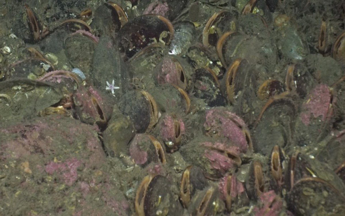 Photo of a lot of mussels and stones covering the sea floor.