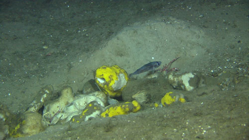 Sponges aggregated in the trench of a trawl mark.