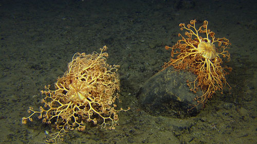 Gorgonocephalus sp. (basket star), at 912 m depth in the southern part of the Bjørnøya slide.