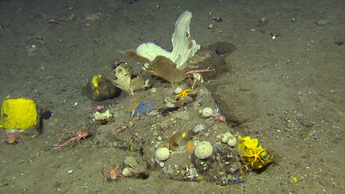The sponge habitats on the shelf are highly diverse communities.