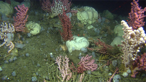 Gravel made of Lophelia corals with bubblegum coral and sponges of the genus Geodia, which were observed on a previous MAREANO cruise.