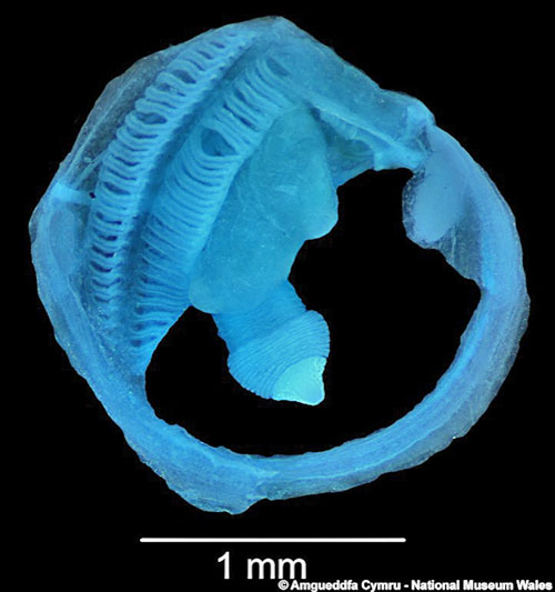 Obsoleta anatomy