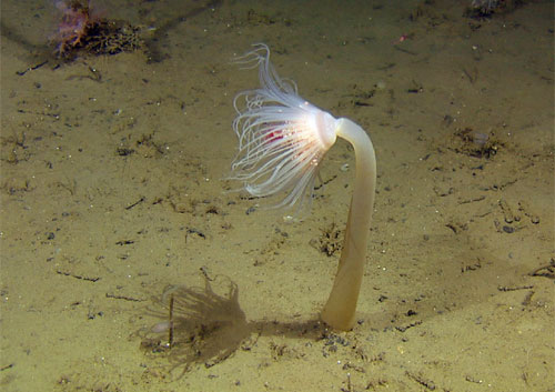På 1000 m dyp på et nes vest av Andøya fant vi denne kjempestore Corymorpha-hydroiden.