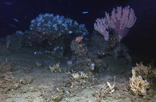 Her er ett av de nyoppdagede korallrevene. Levende lopheliakorall ses i bakgrunnen. Det er disse som bygger revene. Til høyre et sjøtre.