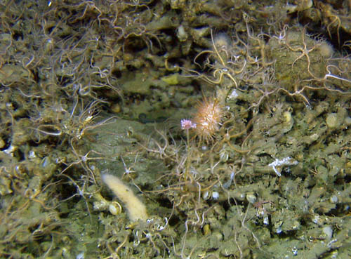 Det er de døde delene på korallrevene som har det største mangfoldet. På dette utsnittet kan et trent øye se arter som slangestjerner, svamper og hydroider ses.