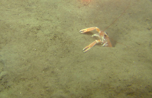En sjøkreps (Nephrops norvegicus) søker tilflukt i sin hule når vi kommer med sterkt lys og tar video-film.