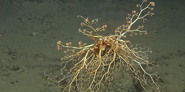 medusahode 500