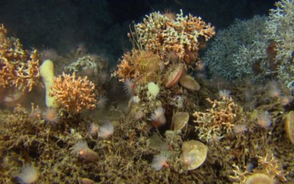 korallrev 500