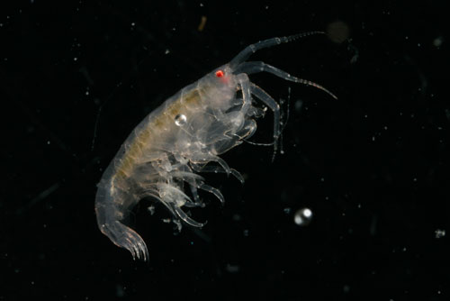 Metopa glacialis